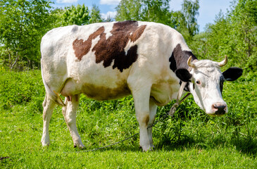 Fototapeta na wymiar A cow is grazing in a meadow 