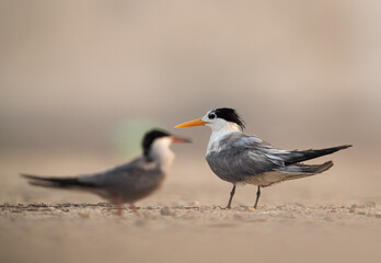 Lesser Crested Tern perched on ground at tubli, Bahrain