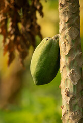 Green papaya on tree  in a farm, Bahrain