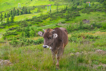 a series of photos of a high-mountainous alpine breed dairy cow