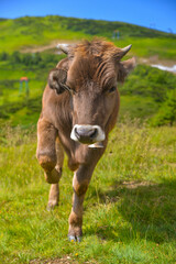 a series of photos of a high-mountainous alpine breed dairy cow