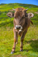 Naklejka na ściany i meble a series of photos of a high-mountainous alpine breed dairy cow