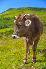 a series of photos of a high-mountainous alpine breed dairy cow