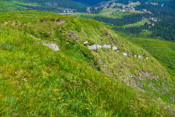 meadow near a cliff in the mountains