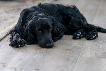 cocker