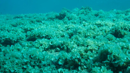Fototapeta na wymiar Once beautiful coral reef is overgrown with algae as a result of eutrophication (increase organic matter in the sea water) Brown alga Peacock's Tail (Padina pavonica) covered bottom and corals.