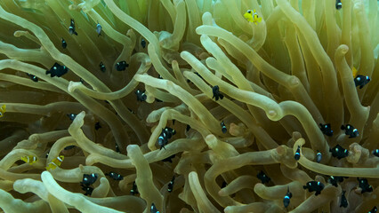 Baby Clownfish and school of Damsel fish swims on Bubble Anemone. Red Sea Anemonefish (Amphiprion...