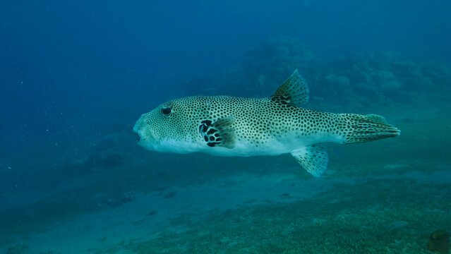 รูปภาพPorcupinefish – เลือกดูภาพถ่ายสต็อก เวกเตอร์ และวิดีโอ2,430 ...