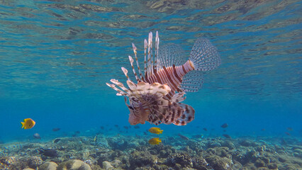 Fototapeta premium Common Lionfish or Red Lionfish&nbsp;(Pterois volitans) swim near coral reef. Red sea, Egypt