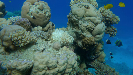 Bleaching and death of corals from excessive seawater heating due to climate change and global warming. Decolored corals in the Red Se, Egypt