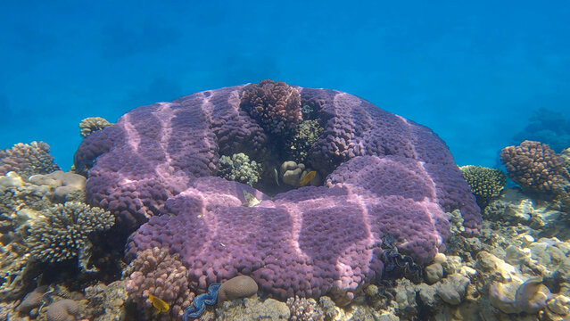 Beautiful tropical coral reef in the shape of a ring, hard coral (Porites lutea). Camera moving forwards. Underwater life in the ocean. Red sea, Egypt