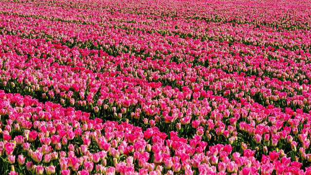 Dutch Tulips In The Flevopolder
