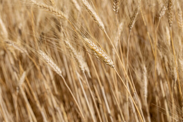 Rye field closeup sunny summer, sunshine, bread components, wheat