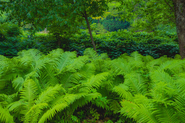 고사리, 왕고사리