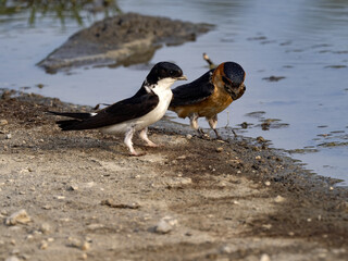 Swallows collect mud to build their nests. Albania.