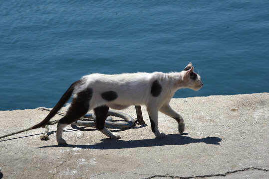 Katze an der Hafenmauer