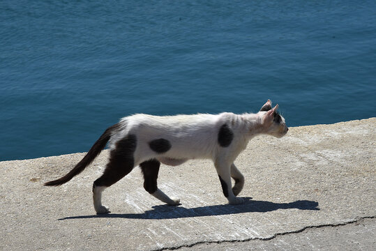 Katze an der Hafenmauer