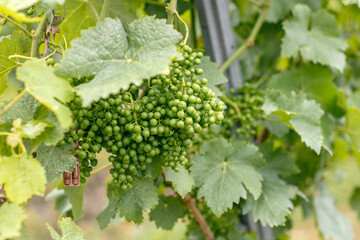 Grapes on a green tree with leaves, young grapes closeup, wine production, winery