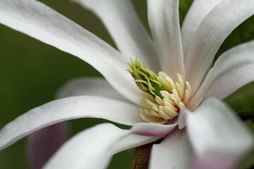 Beautiful magnolia flower on blurred background, closeup