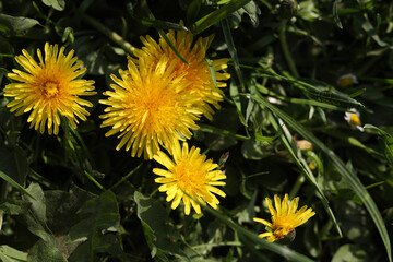 Beautiful bright yellow dandelions in green grass on sunny day, closeup