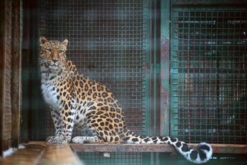 leopard in the zoo - obrazy, fototapety, plakaty