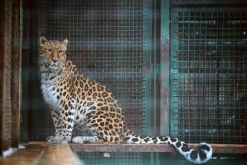 Foto op Plexiglas leopard in the zoo © gerchprung