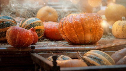 decoration in the shop with pumpkins. autumn background