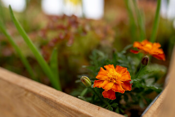 Fototapeta premium Orange flower inside the garden pot, orange flower inside the raised garden bed, orange flower inside the raised bed, two orange flowers with onions growing together. marigold flowers, marigold flower