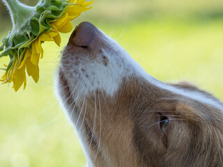 cute australian shepperd dog sniffing to sunflower - obrazy, fototapety, plakaty