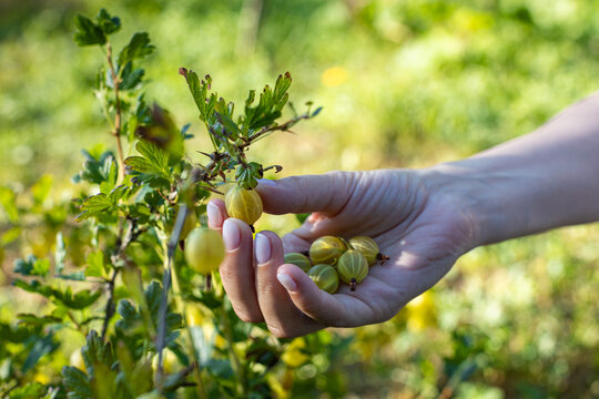 female hand plucks a gooseberry from a bush