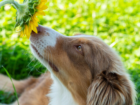 cute australian shepperd dog sniffing to sunflower
