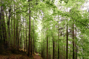Tall trees of the Carpathian forests, a nature reserve in the Carpathians.