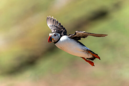Common Atlantic Puffin  (Fratercula artica) bird  in flight with a blue sky and copy space, a migrating bird that can be found flying on Skomer Island Pembrokeshire South Wales UK, stock photo image