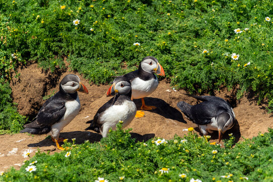 Common Atlantic Puffin (Fratercula artica) a migrating bird that can be found on the coastal cliffs of Skomer Island in Pembrokeshire South Wales UK which is famous for its puffins, stock photo image