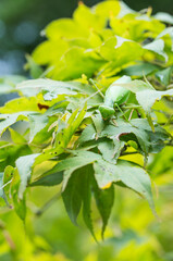緑の葉に擬態して隠れるカマキリ