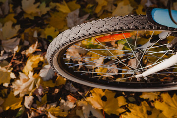 Bicycle wheel stands on fallen leaves of trees