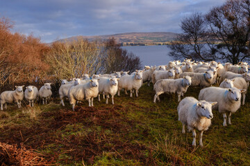 Obraz premium rebaño de ovejas, Skinidin, Loch Erghallan, isla de Skye, Highlands, Escocia, Reino Unido