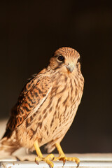 harris hawk sitting on branch