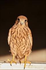 A young falcon spreads its wings, close-up photo