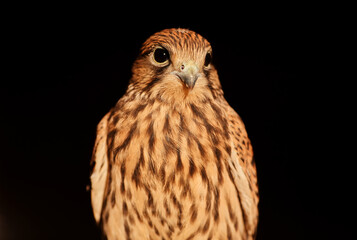 Fototapeta premium harris hawk sitting on branch