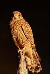 Cooper's hawk, Accipiter cooperii, on a black background.