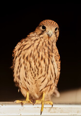 A young falcon spreads its wings, close-up photo