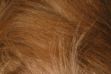 Dog hair close-up. Body details of Australian Shepherd red tricolor. Aussie long brown hair. Minimalism, can be used as background.