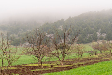 Selective focus shot of trees and field.