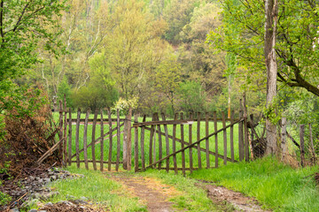 Fototapeta na wymiar Selective focus shot of old wooden door standing in green garden entrance.