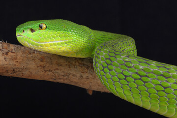 Portrait of a White-lipped Pitviper photographed against a black background
