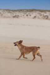 A happy mongrel brown dog walking freely in the beach on a sand dune. Vertical orientation with empty space for text