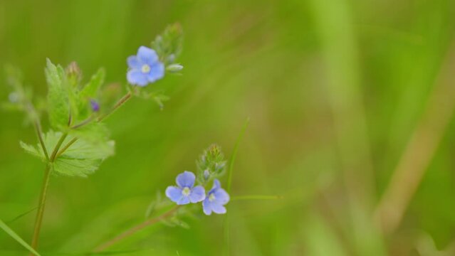 Germander speedwell, germander. Gamander-ehrenpreis or mannertreu, veronica chamaedrys growing on a meadow. Slow motion.