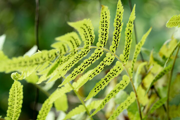 Fototapeta na wymiar close up of fern leaf