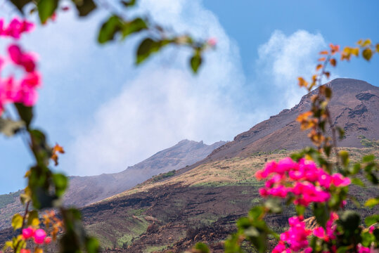 flowers in mountains
